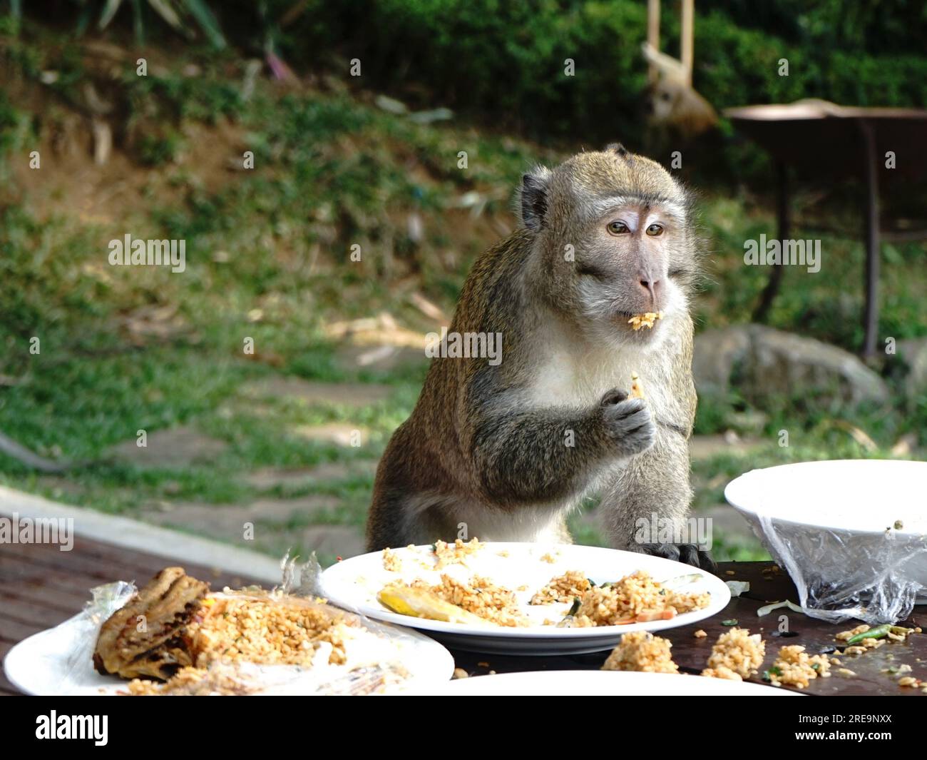 Un singe sauvage à longue queue (Macaca fascicularis) apprécie le riz frit sur la table Banque D'Images