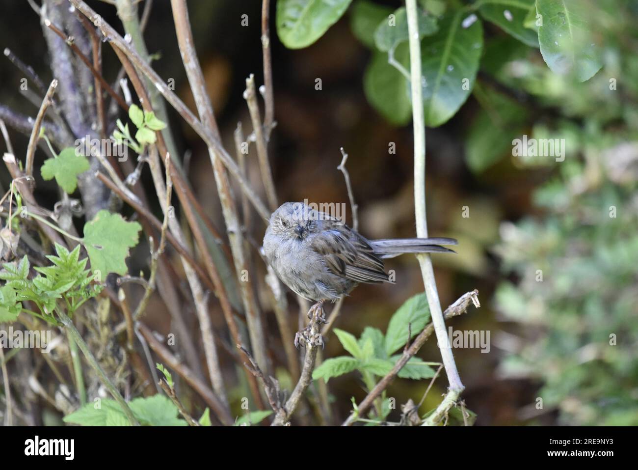 Image d'un Juvenile Dunnock (Prunella modularis) perché sur une haie Twig en juillet dans le centre du pays de Galles, Royaume-Uni Banque D'Images