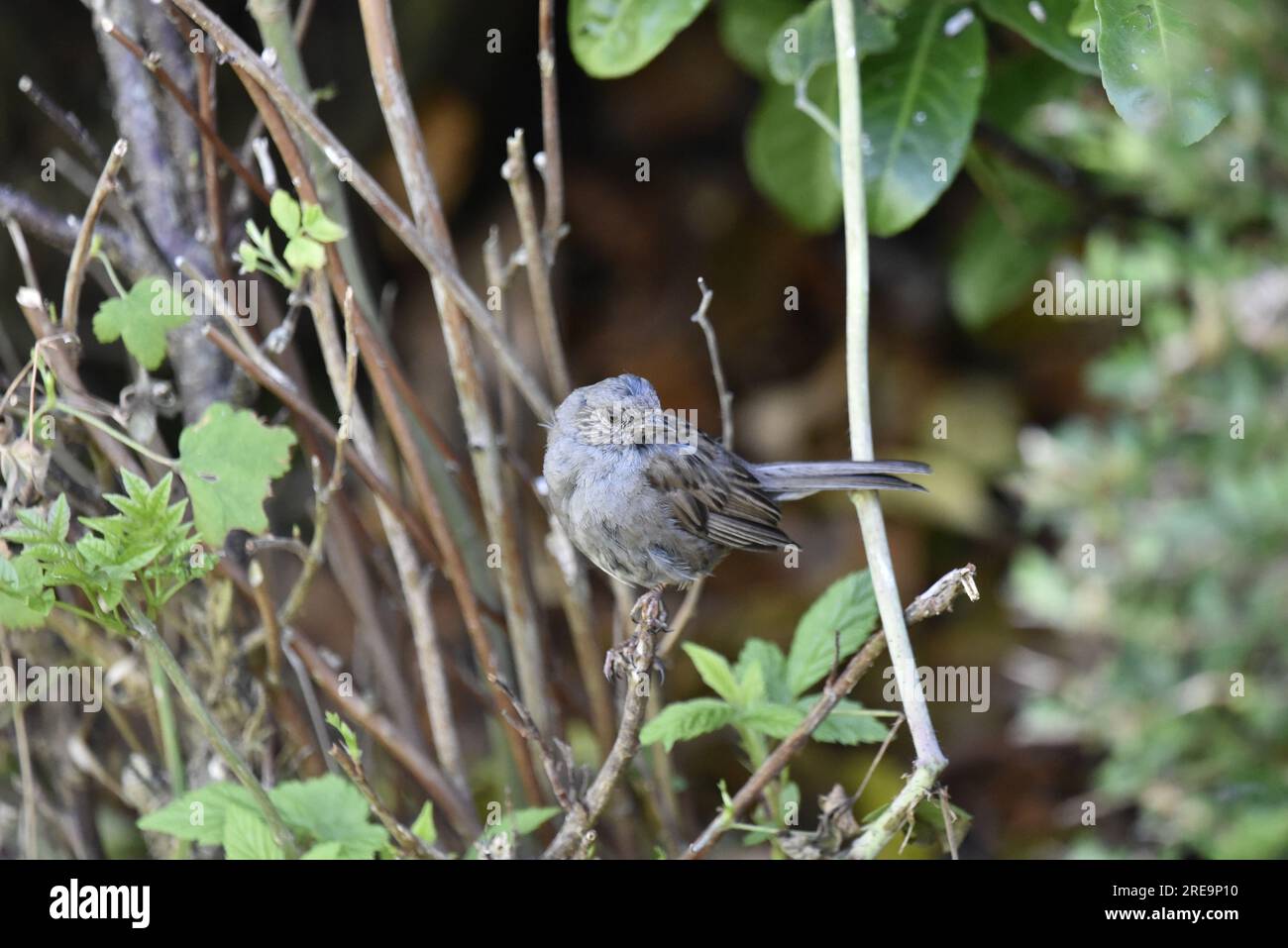 Juvenile Dunnock (Prunella modularis) perché sur la haie Twig dans Foreground of image, regardant vers la droite, prise un jour ensoleillé dans le centre du pays de Galles, Royaume-Uni en juillet Banque D'Images