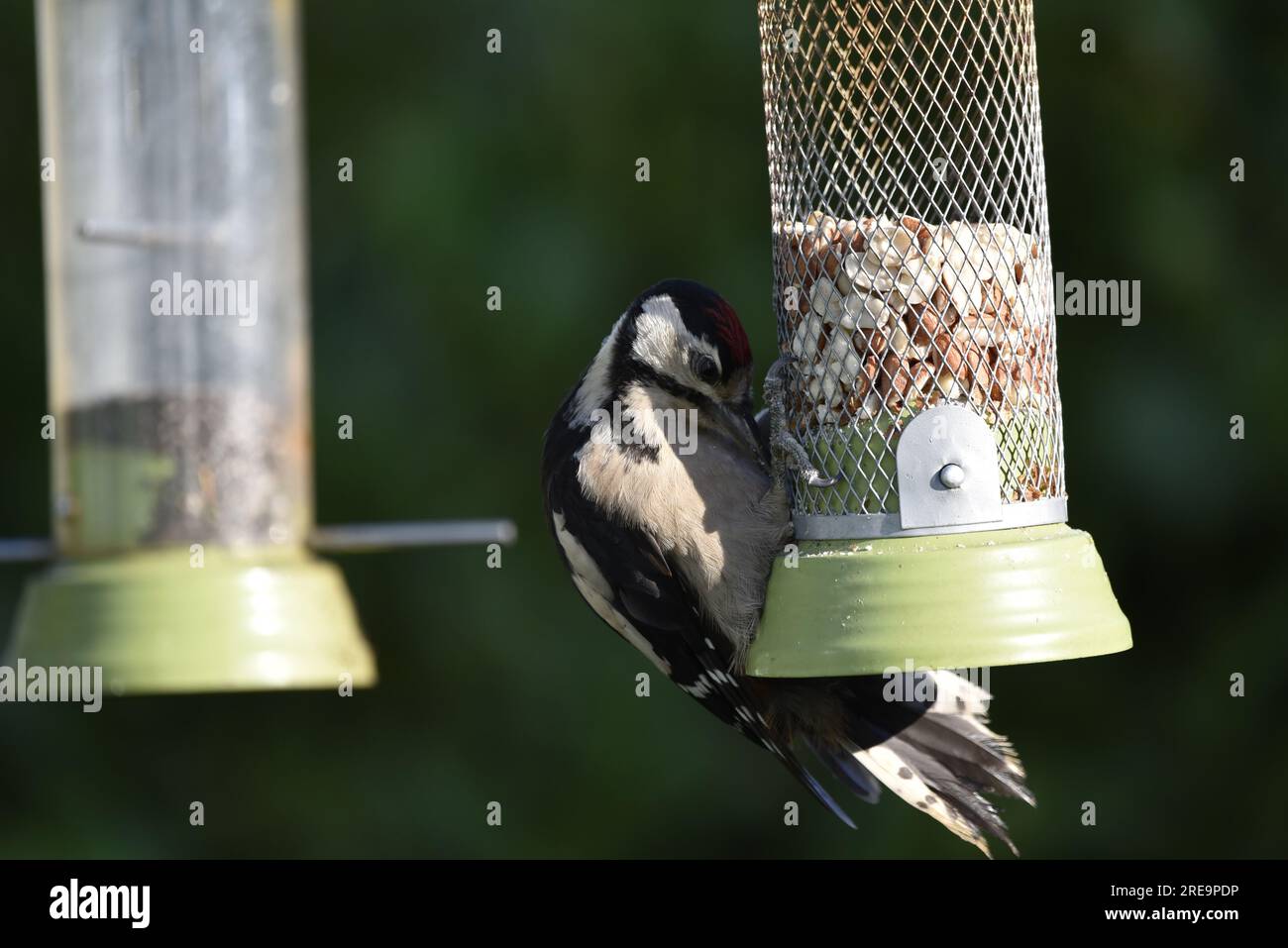 Le grand pecker juvénile (Dendrocopus Major) poignarde une mangeoire à noix à droite de l'image, en fin d'après-midi soleil, sur fond vert Banque D'Images