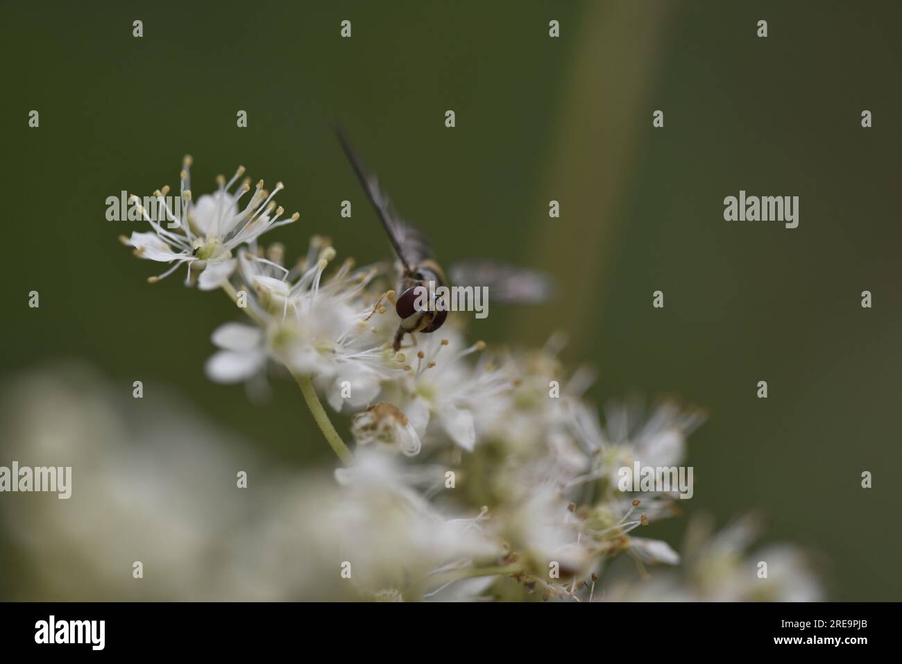 Image rapprochée d'un hoverfly avec des ailes ouvertes sur du persil de vache, regardant dans la caméra, sur un fond vert foncé, prise au pays de Galles, Royaume-Uni en juillet Banque D'Images