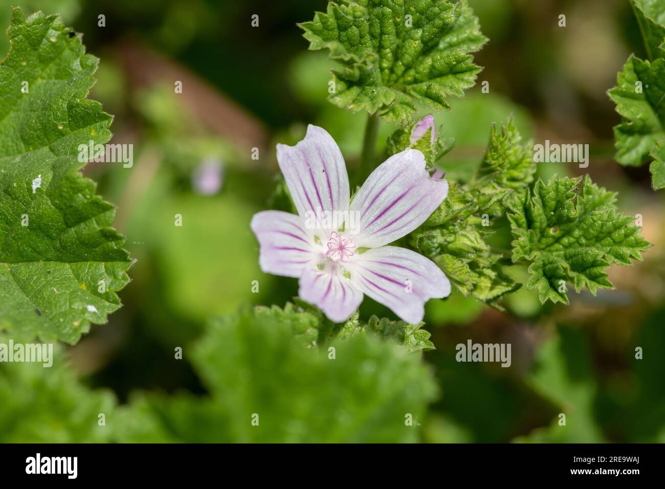 Gros plan d'une fleur de malow commune (malva negecta) en fleur Banque D'Images