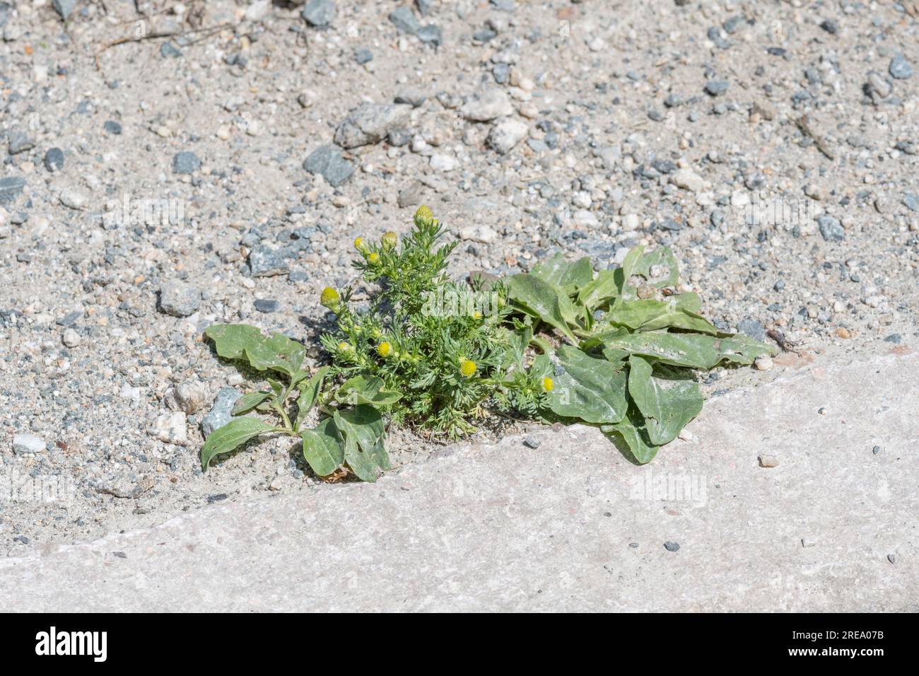 Greater plantain / Plantago Major & Pineppleweed / Matricaria discoidea sur le bord de la route. Plantes à base de plantes poussant sauvages au soleil, plantain également comestible. Banque D'Images