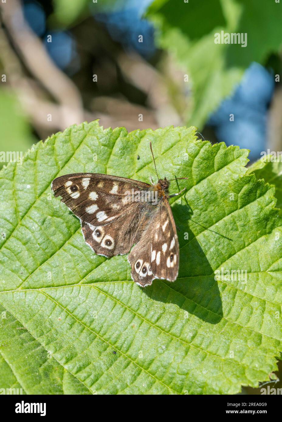Papillon installé sur la feuille Hazel dans le soleil d'été. Considéré comme un bois tacheté / Pararge aegeria. Insectes Wiged originaires du Royaume-Uni. Banque D'Images