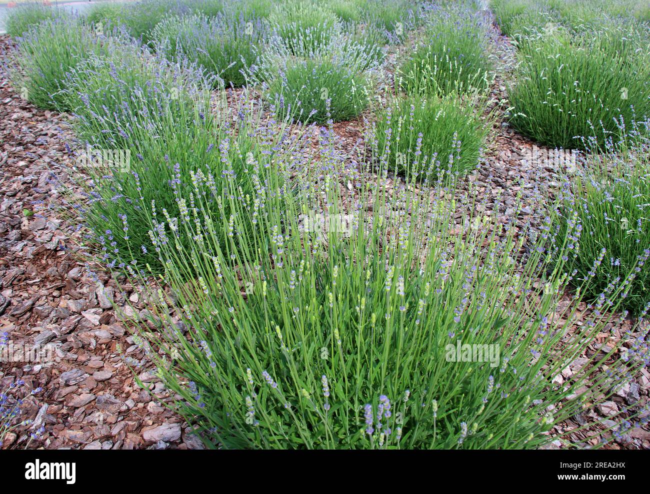 Les buissons de lavande fleurissent sur le parterre de fleurs Banque D'Images