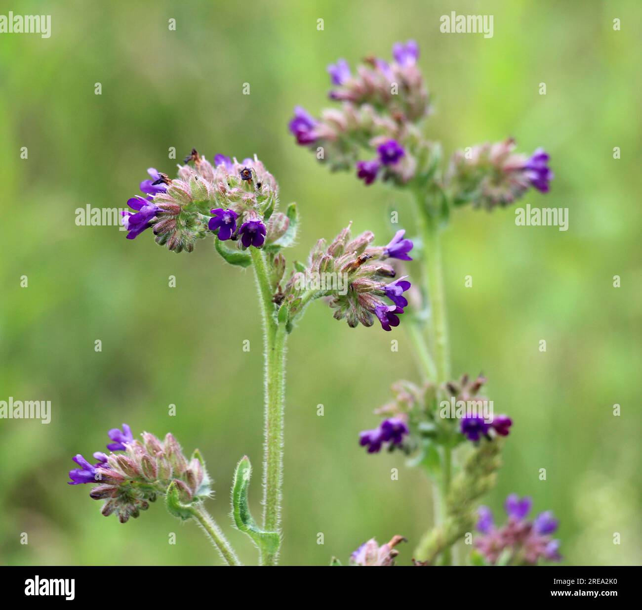 Anchusa se blooms dans la nature dans la prairie Banque D'Images