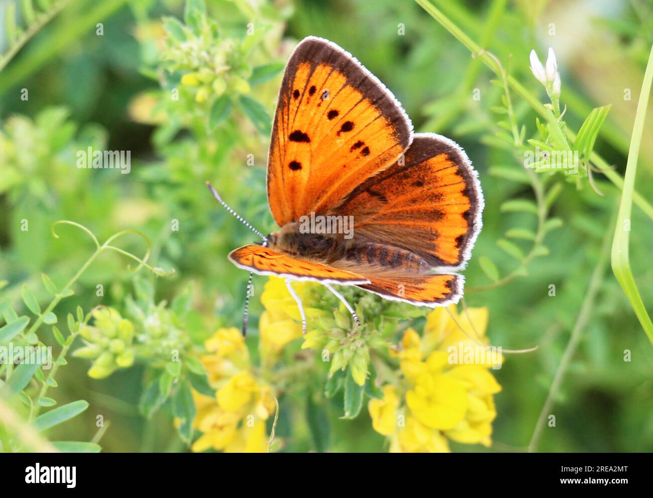 Papillon Lycaena dispar sur une fleur à l'état sauvage Banque D'Images