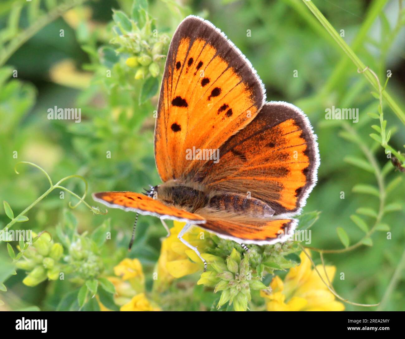 Papillon Lycaena dispar sur une fleur à l'état sauvage Banque D'Images