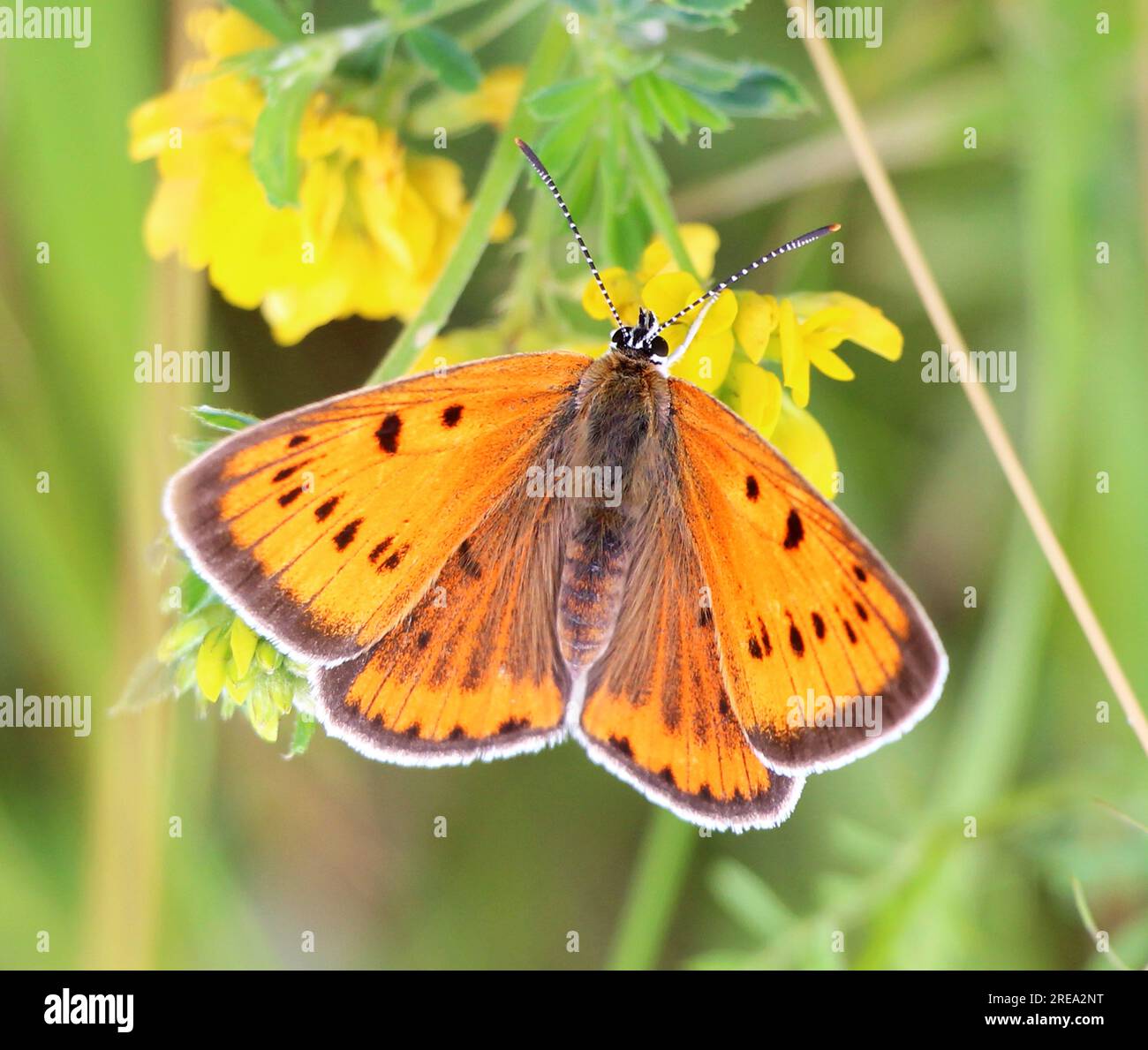 Papillon Lycaena dispar sur une fleur à l'état sauvage Banque D'Images