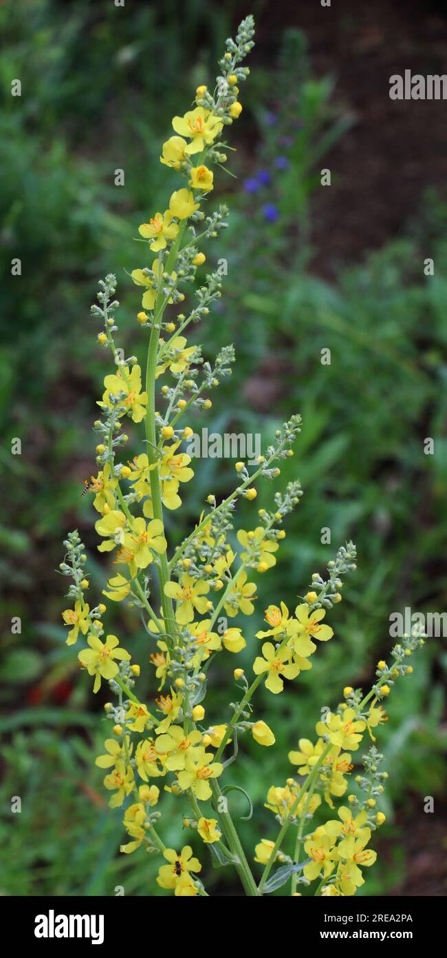 Une des espèces de mulléine, Verbascum lychnitis, se blooms dans la nature Banque D'Images