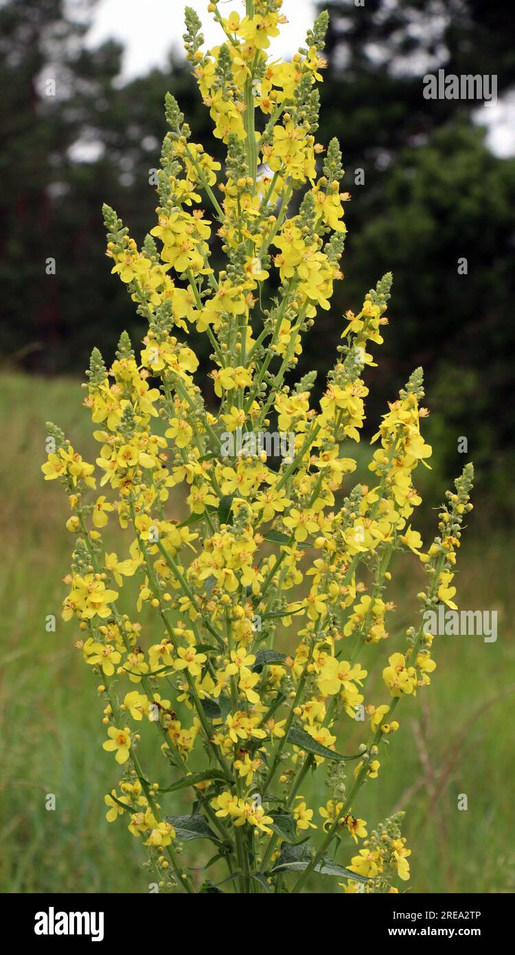 Une des espèces de mulléine, Verbascum lychnitis, se blooms dans la nature Banque D'Images