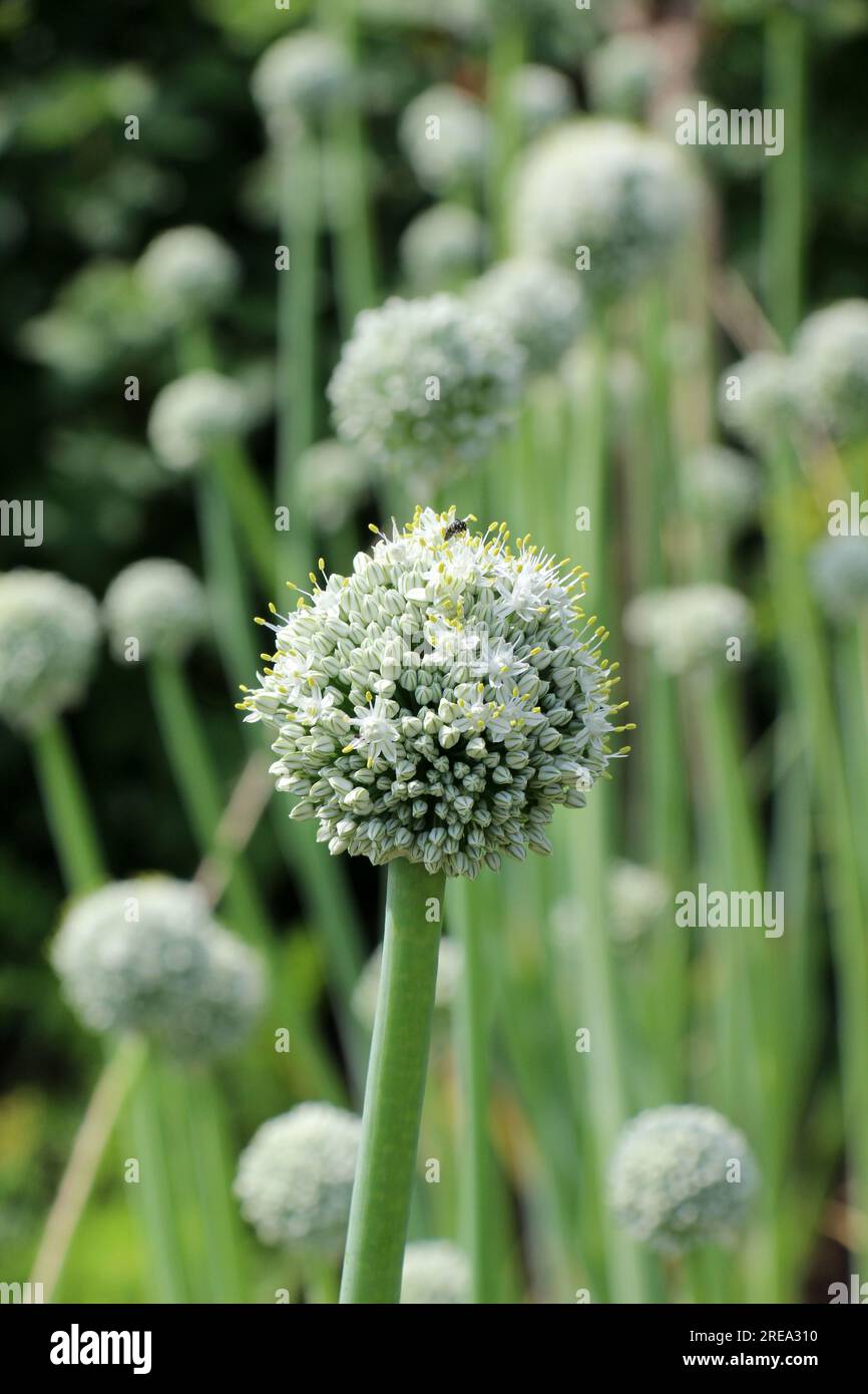 Les oignons végétaux, qui sont cultivés sur les graines, fleurissent dans le jardin Banque D'Images