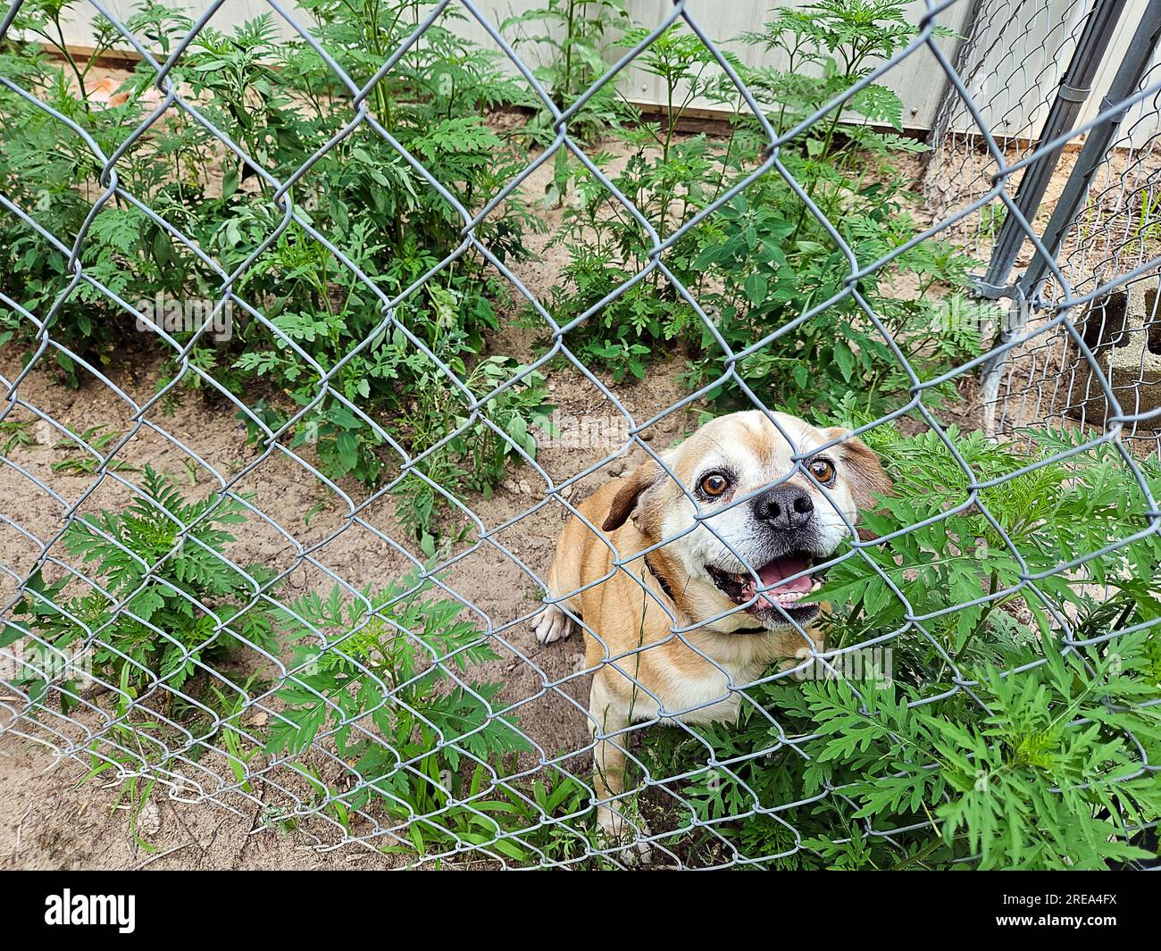 Chien négligé dans un enclos pour chien avec des mauvaises herbes vertes Banque D'Images