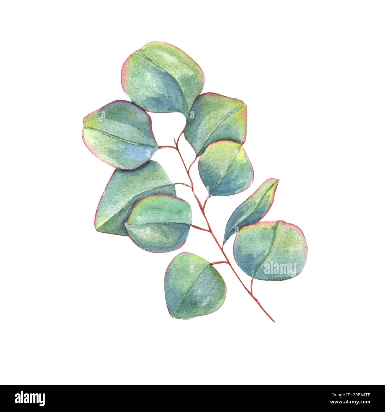 Feuilles d'eucalyptus vert isolées sur fond blanc. Vert dollar argenté. Illustration d'aquarelle pour invitation de mariage, papeterie, salutations Banque D'Images