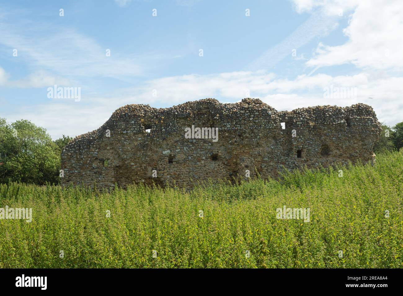 Vestiges en ruine d'une ancienne abbaye cistercienne, l'abbaye de Tilty fondée en 1153 située dans une charmante prairie de fleurs sauvages et des pâturages dans le village de Tilty, Banque D'Images