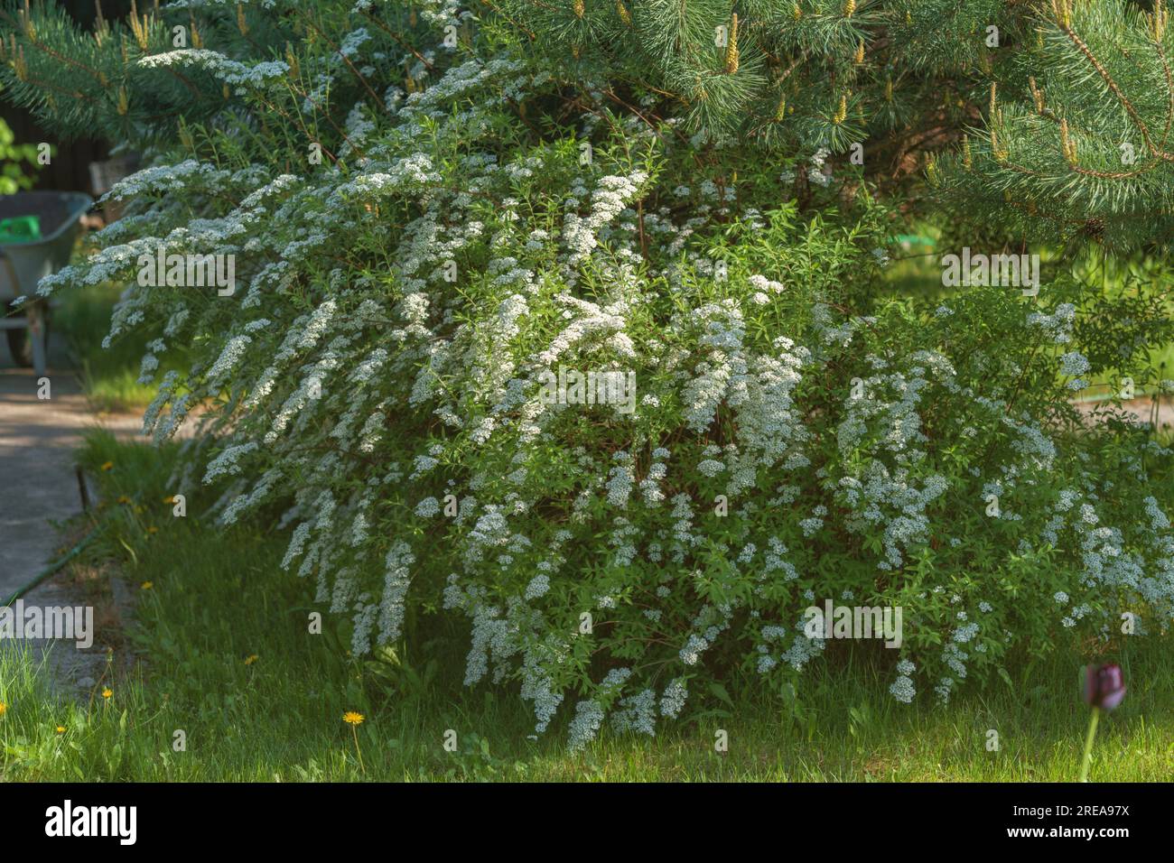 un buisson de spirea blanc dans le jardin d'une maison de campagne. Banque D'Images