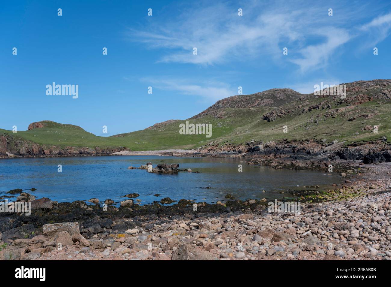 Jambon du Nord sur Muckle Roe, Mainland, Shetland, Écosse, Royaume-Uni. Banque D'Images