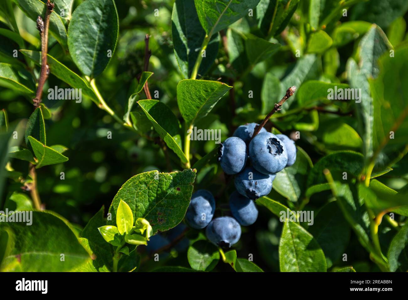 Buissons de bleuets sur une plantation irriguée. Mi-juillet est le moment des baies mûres et de la première récolte. Grandes baies juteuses sucrées et aigres sur le soutien-gorge Banque D'Images