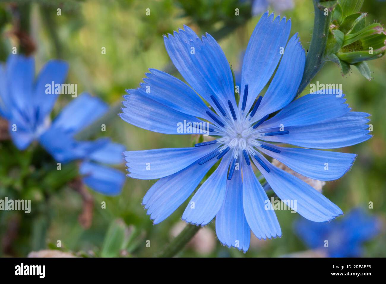 La chicorée commune, d'une beauté bleue le long du chemin, plaît avec des fleurs délicates. Leur grâce enchante les amoureux de la nature. Banque D'Images