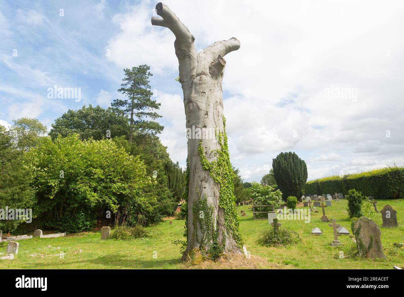 Un arbre ancien entouré de pierres tombales dans le cimetière de l'église Little Easton, Dunmow, Essex un charmant village britannique, Essex, Royaume-Uni. Banque D'Images