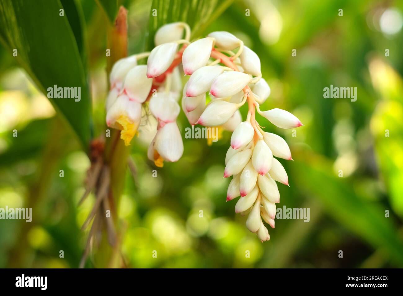 Fleurs de gingembre en coquille, (Alpinia zerumbet) plante de lys en porcelaine rose. Banque D'Images