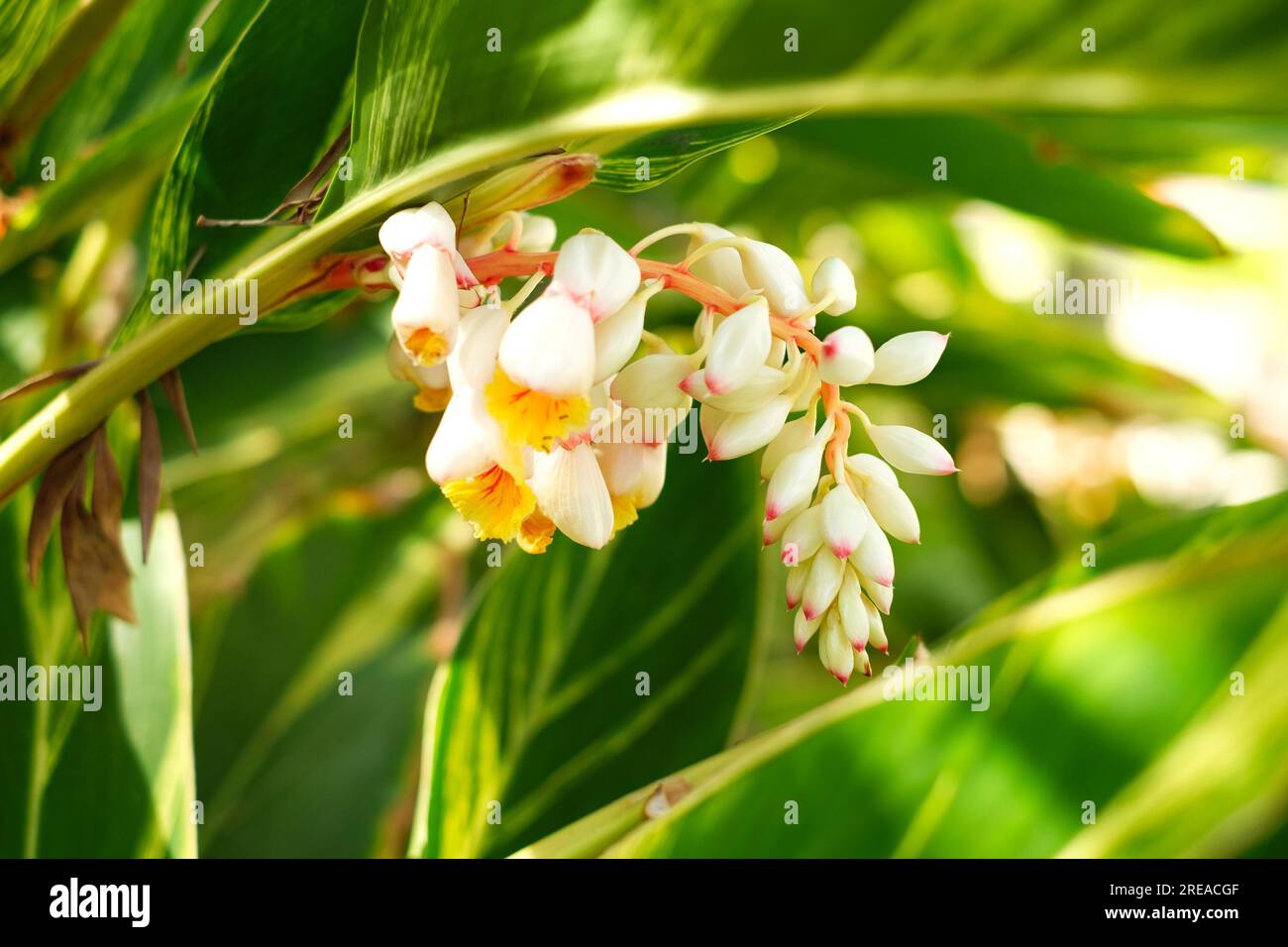 Fleurs de lys en porcelaine rose, (Alpinia zerumbet) plante de gingembre en coquille. Banque D'Images