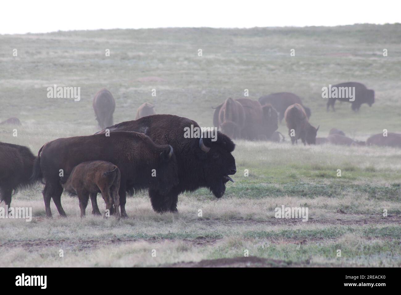 Famille bison en mouvement avec le troupeau avec les soins infirmiers pour bébé Banque D'Images