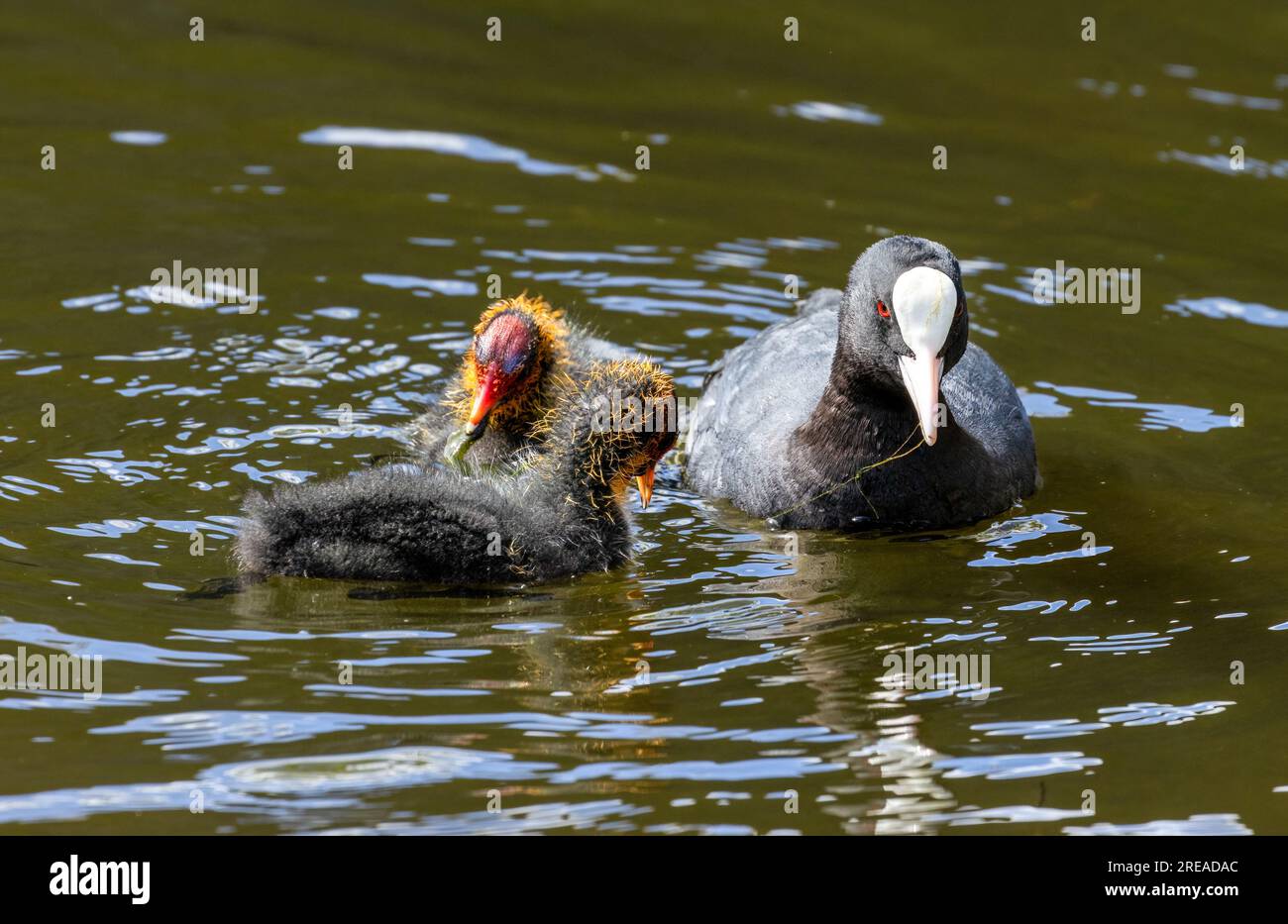Oiseau d'eau de coq nourrissant les jeunes dans l'étang au soleil Banque D'Images