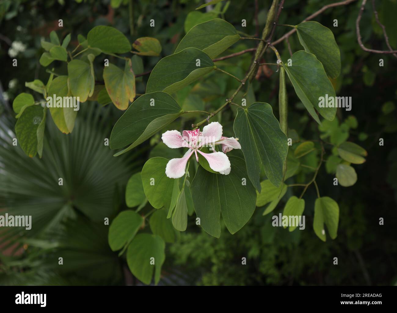 Vue à grand angle d'une brindille rose de plante Bauhinia (Bauhinia monandra) avec une fleur rosâtre légère Banque D'Images
