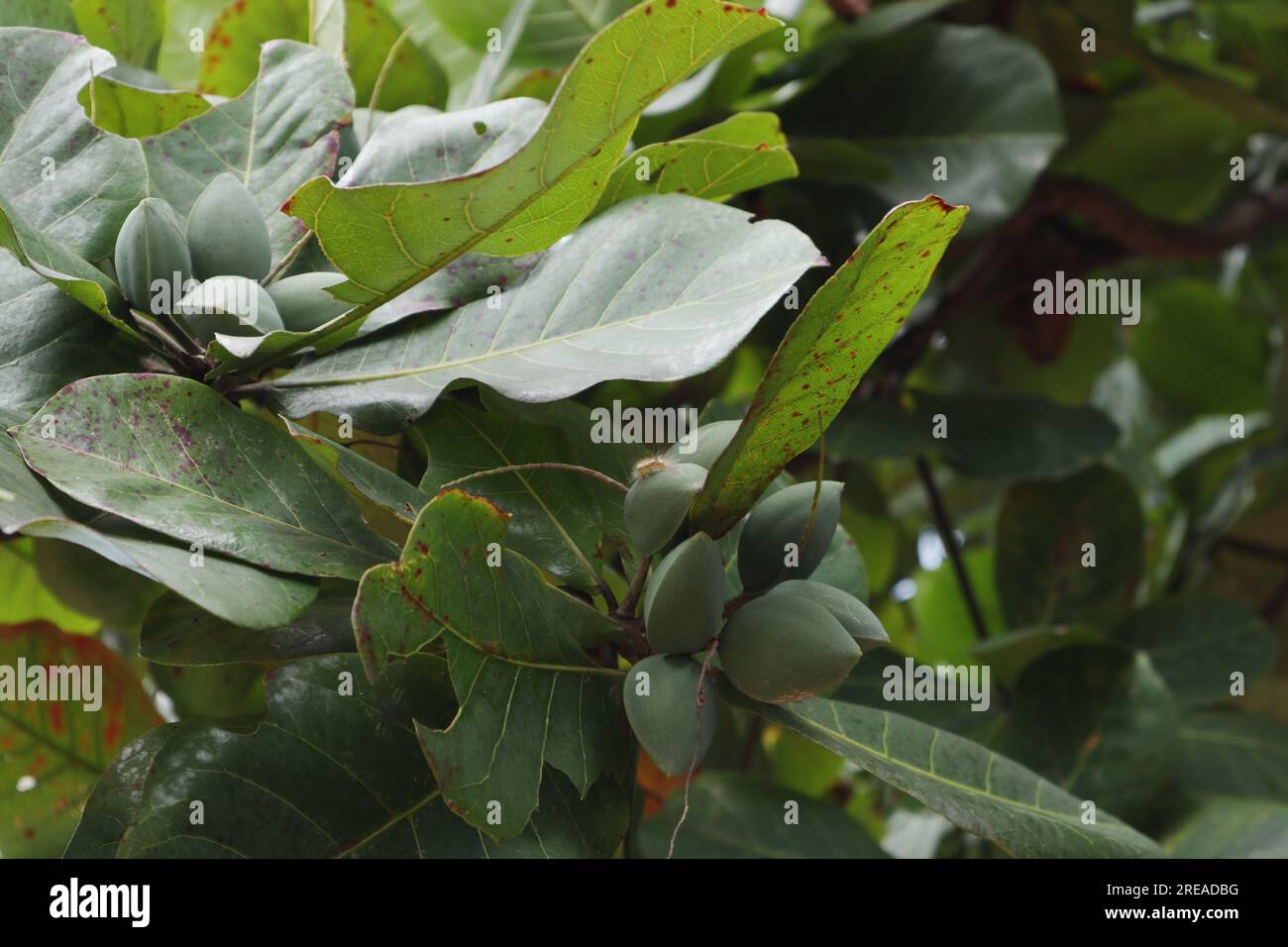 Vue à angle bas d'une brindille tropicale d'amande avec des fruits verts, également connue sous le nom d'amande de plage (Terminalia Catappa) Banque D'Images