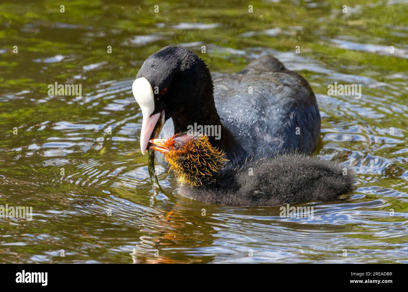 Oiseau d'eau de coq nourrissant les jeunes dans l'étang au soleil Banque D'Images