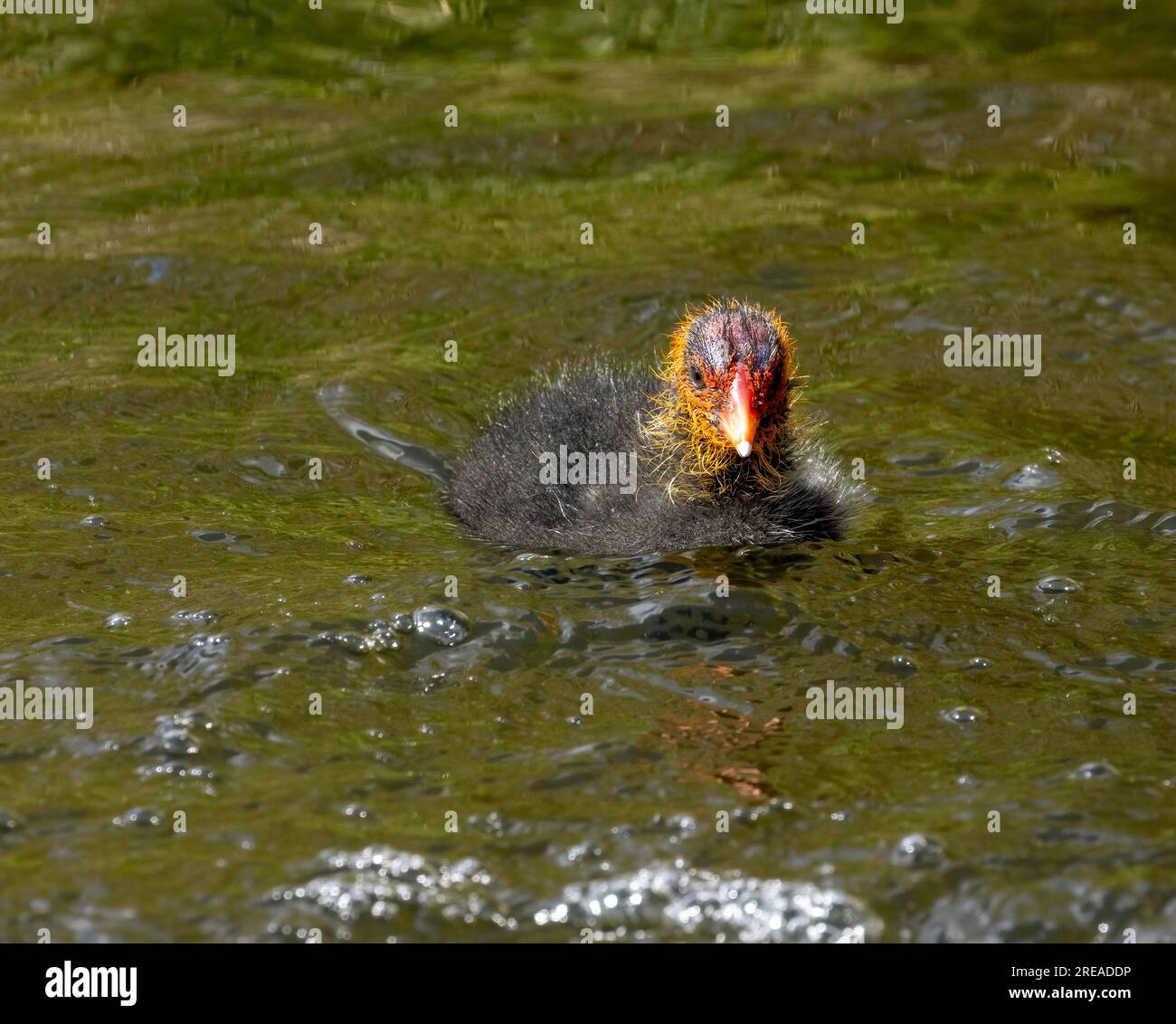 Bébé coot oiseau d'eau laid Banque D'Images