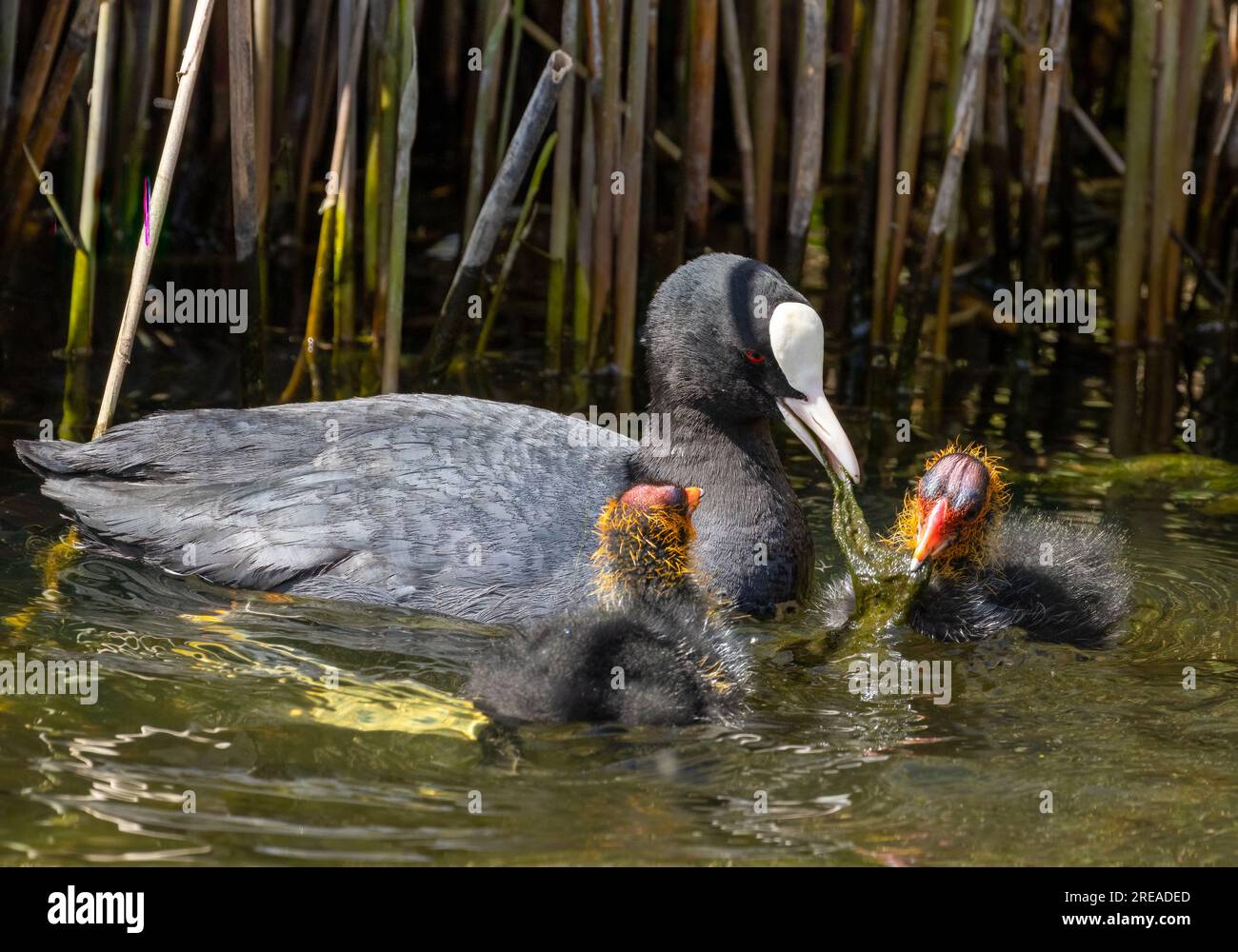 Oiseau d'eau de coq nourrissant les jeunes dans l'étang au soleil Banque D'Images