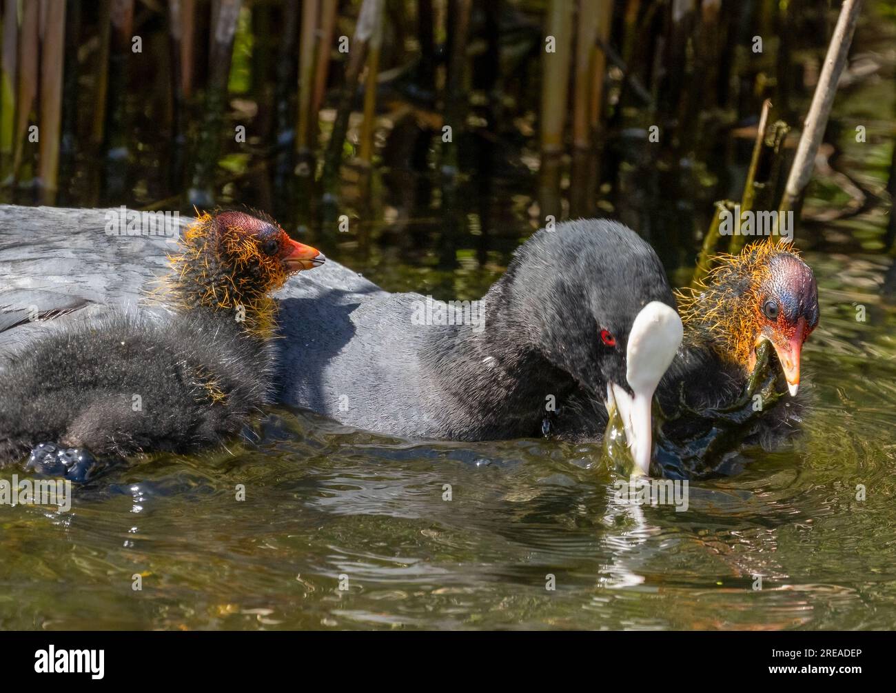 Oiseau d'eau de coq nourrissant les jeunes dans l'étang au soleil Banque D'Images