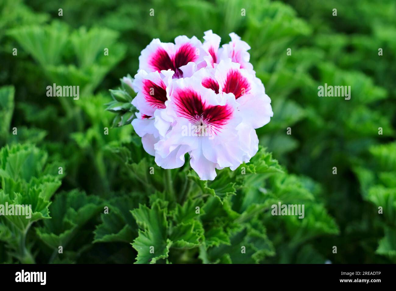 Grande fleur blanche et rouge unique de Pelargonium. Banque D'Images