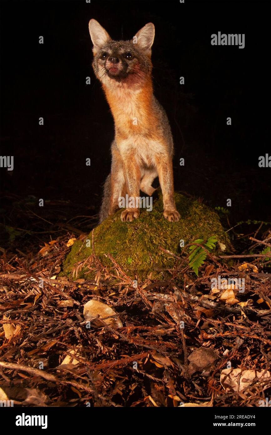 Un renard gris perché au sommet d'un rocher mousselé donnant un regard curieux. Banque D'Images