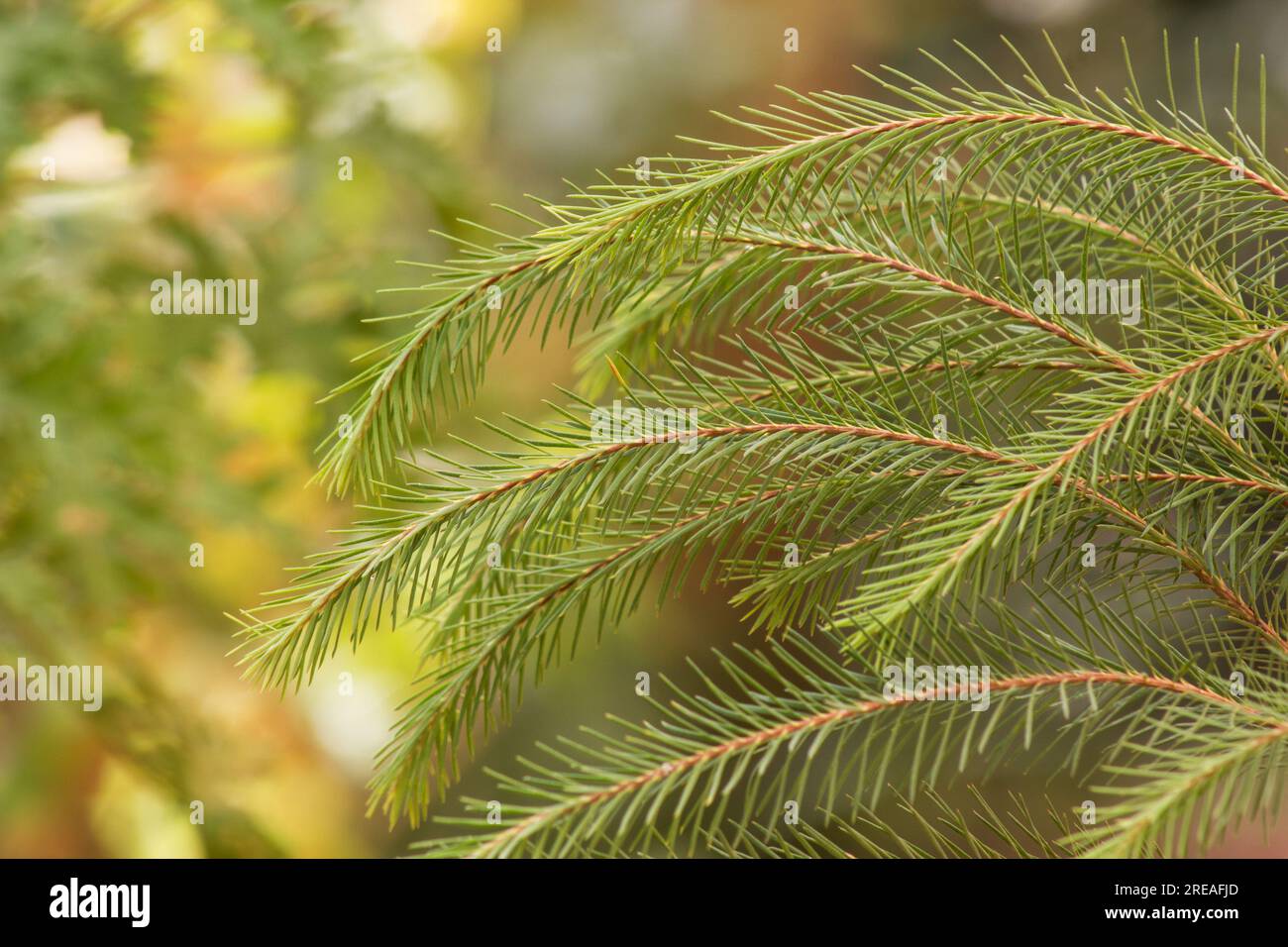 Melaleuca alternifolia, branches d'arbre 'Tea Tree' sur fond naturel Banque D'Images