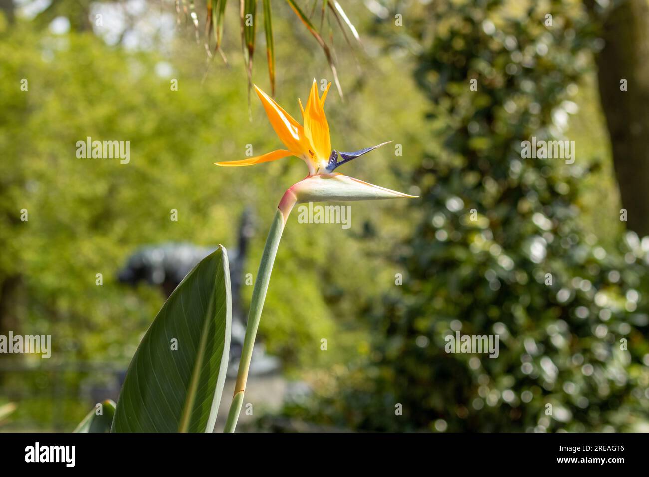 belle fleur unique d'oiseau de paradis au soleil avec fond vert naturel Banque D'Images