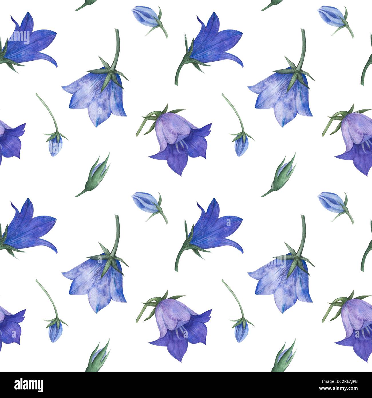 Modèle sans couture avec bluebell, propagation des fleurs de bellflower Campanula patula, petite cloche, raiponce, harebell . Illustration de peinture à la main aquarelle Banque D'Images