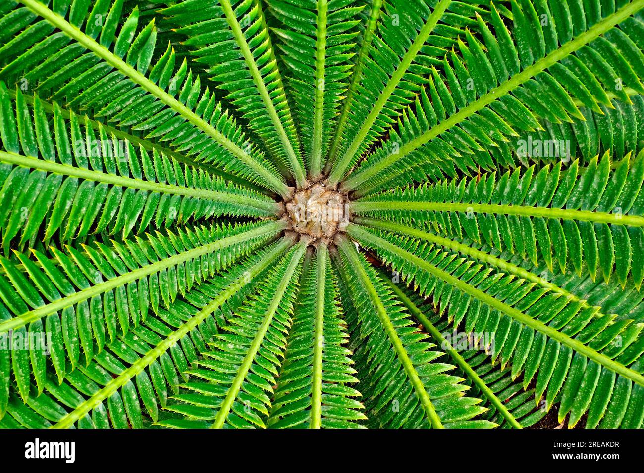 Feuilles symétriques abstraites d'un palmier sagou. Symétrie radiale dans la nature. Banque D'Images