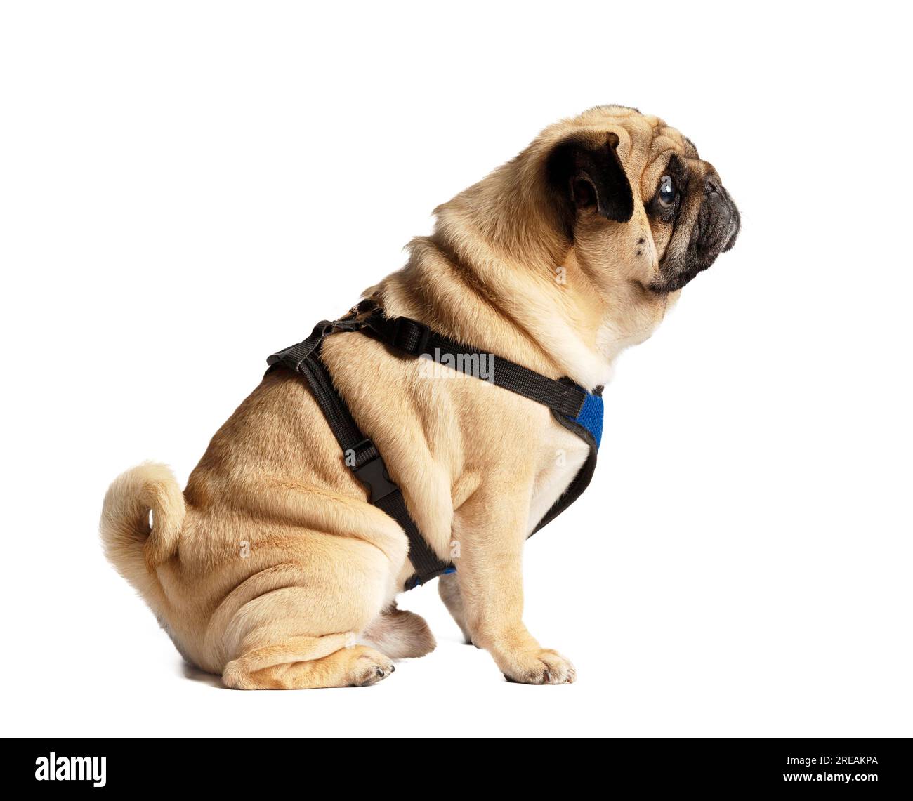 Purebreed mignon chien drôle amical dans un harnais s'assoit et regarde sur le côté avec intérêt, isolé sur un fond blanc, photo de profil. Accessoires Banque D'Images