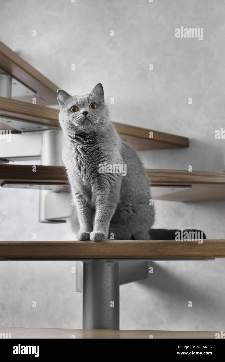 Un chat britannique bleu court s'assoit sur les marches en bois des escaliers de la maison et regarde vers l'avant avec de grands yeux orange. Banque D'Images
