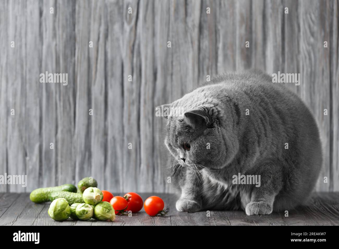 Le chat mange des légumes. Nutrition saine d'un chat pur-sang. Scottish Shorthair sur un régime. Gros animal. Obésité du chat et transfert à un régime. Banque D'Images
