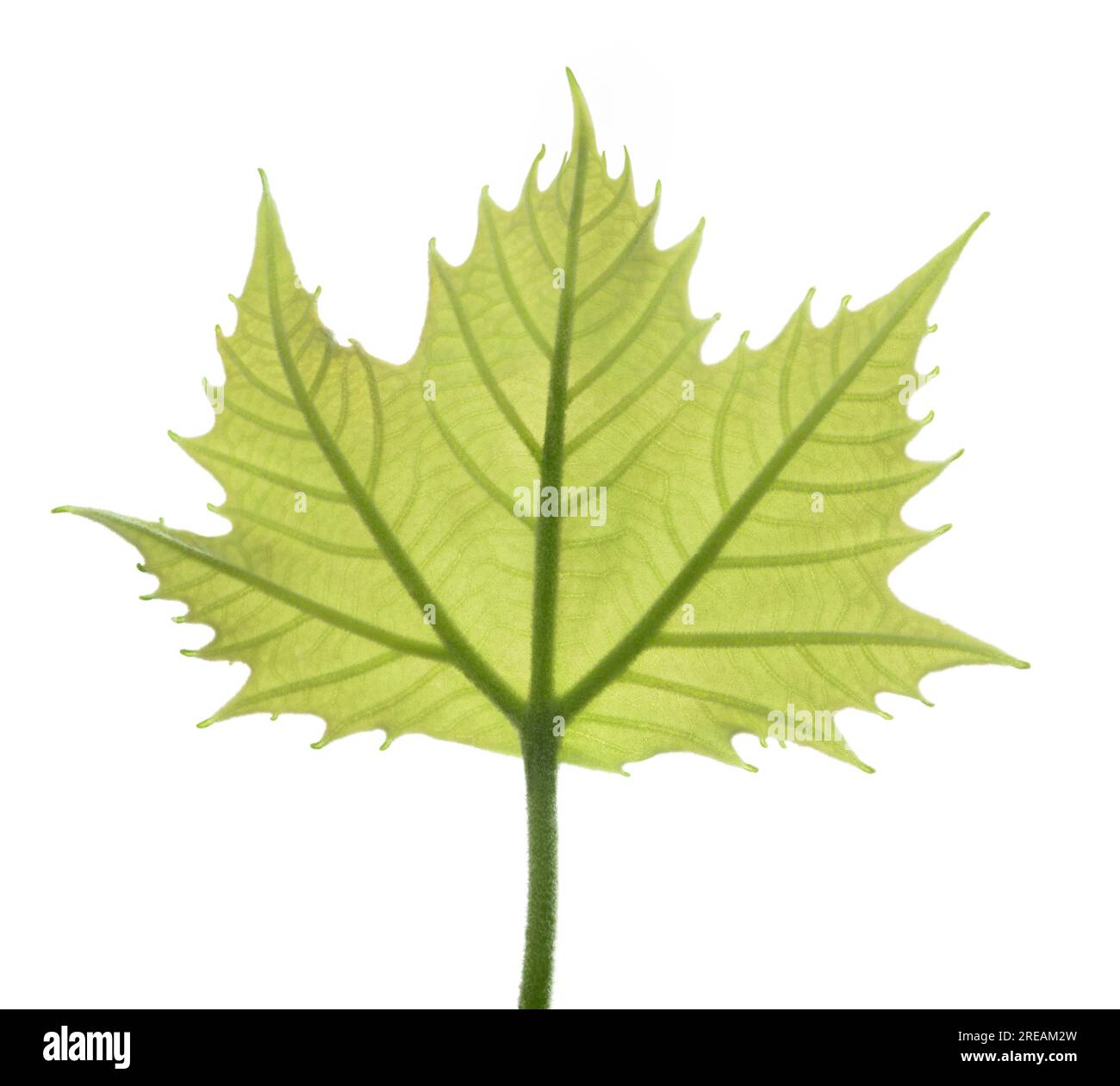 Feuille d'arbre de plan isolée sur fond blanc Banque D'Images