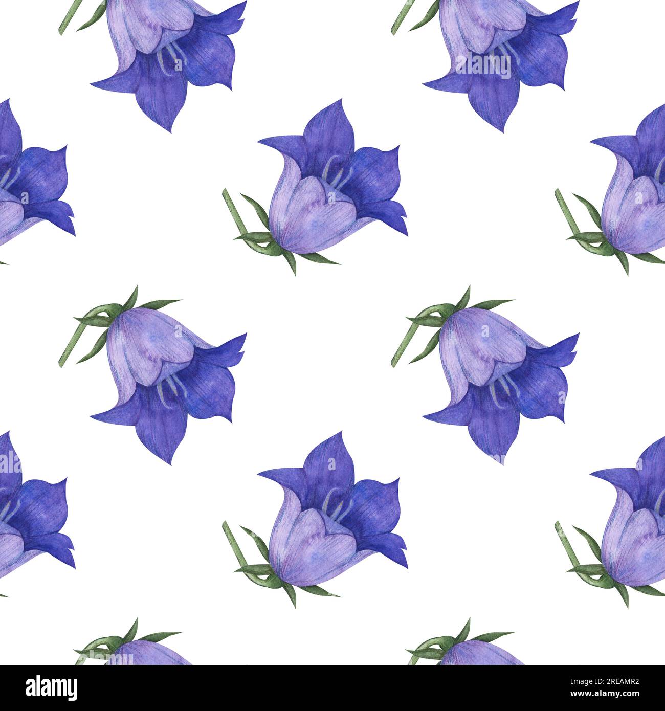 Modèle sans couture avec bluebell, propagation des fleurs de bellflower Campanula patula, petite cloche, raiponce, harebell . Illustration de peinture à la main aquarelle Banque D'Images