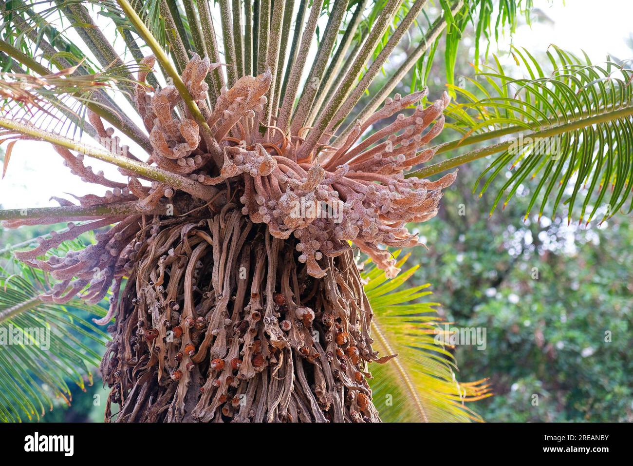 Frondes, gousses et graines d'une plante de sagou de cycad. Banque D'Images