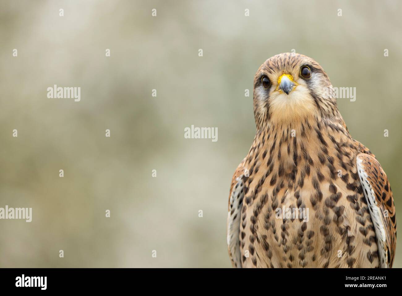Faucon Falco tinnunculus (captive), portrait de femme adulte, Hawk Conservancy Trust, Hampshire, Royaume-Uni, Avril Banque D'Images
