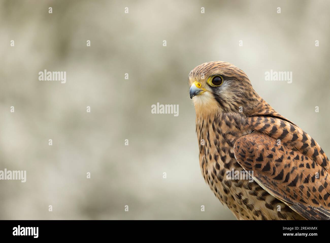 Faucon Falco tinnunculus (captive), portrait de femme adulte, Hawk Conservancy Trust, Hampshire, Royaume-Uni, Avril Banque D'Images