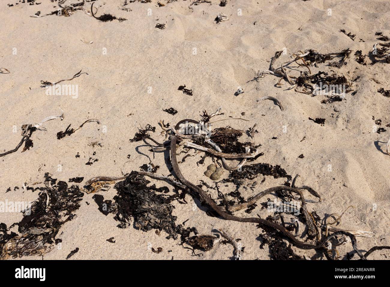 Tremplin commun à anneaux Charadrius hiaticula, nid avec quatre œufs sur une plage de sable, Iona, Argyll & Bute, Écosse, Royaume-Uni, Juin Banque D'Images