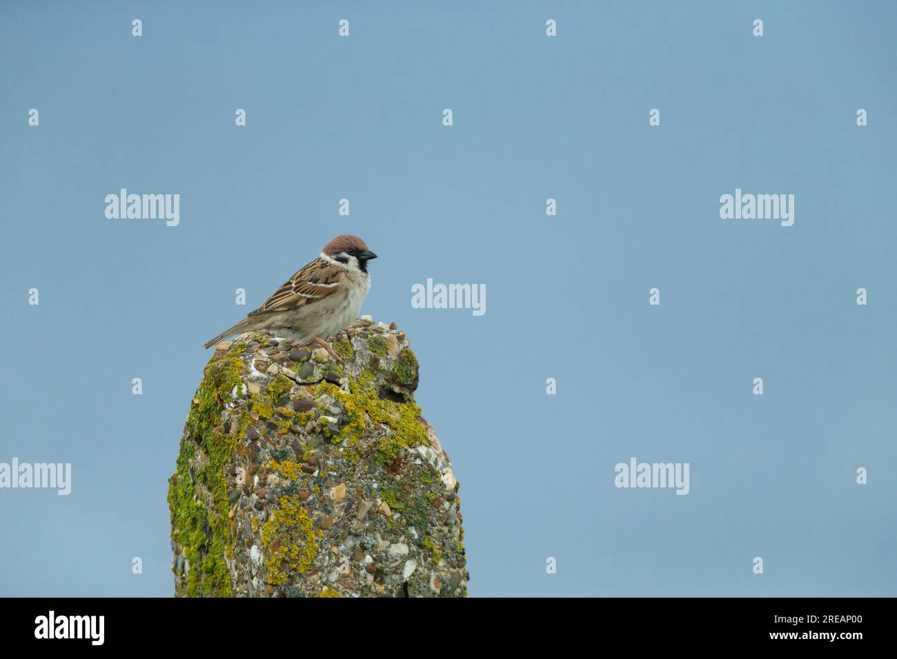 Moineau eurasien passer montanus, adulte perché sur le poteau, falaises de Bempton, East Riding of Yorkshire, Royaume-Uni, mai Banque D'Images